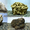 Камни и грунты для аквариума - интернет-магазин Аквакамни #1159342