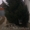 Ель.Крупномер. Европейская зеленая. Высота 7-8 метров. Пригород Харькова.  #1181163
