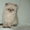 Персидский котик гималайский - <ro>Изображение</ro><ru>Изображение</ru> #2, <ru>Объявление</ru> #1231062