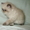 Персидский котик гималайский - <ro>Изображение</ro><ru>Изображение</ru> #1, <ru>Объявление</ru> #1231062