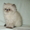 Персидский котик гималайский - <ro>Изображение</ro><ru>Изображение</ru> #6, <ru>Объявление</ru> #1231062