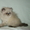 Персидский котик гималайский #1231062