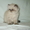 Персидский котик гималайский - <ro>Изображение</ro><ru>Изображение</ru> #3, <ru>Объявление</ru> #1231062