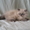 Персидский котенок колорпойнт - <ro>Изображение</ro><ru>Изображение</ru> #4, <ru>Объявление</ru> #1233913