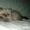 Персидский котенок колорпойнт - <ro>Изображение</ro><ru>Изображение</ru> #5, <ru>Объявление</ru> #1233913