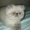 Персидский котенок колорпойнт - <ro>Изображение</ro><ru>Изображение</ru> #3, <ru>Объявление</ru> #1233913
