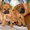 Рыжие щенки кане корсо от мультичемпиона - <ro>Изображение</ro><ru>Изображение</ru> #2, <ru>Объявление</ru> #1321078