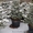 Живая новогодняя ёлка в горшке 2.1метра Abies - <ro>Изображение</ro><ru>Изображение</ru> #10, <ru>Объявление</ru> #1348299