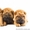 Очаровательные щенки шарпея - <ro>Изображение</ro><ru>Изображение</ru> #2, <ru>Объявление</ru> #1346966