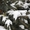Живая новогодняя ёлка в горшке 2.1метра Abies - <ro>Изображение</ro><ru>Изображение</ru> #3, <ru>Объявление</ru> #1348299