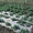 Пленка для мульчирования почвы от производителя в Харькове. - <ro>Изображение</ro><ru>Изображение</ru> #2, <ru>Объявление</ru> #1345880