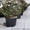 Живая новогодняя ёлка в горшке 2.1метра Abies - <ro>Изображение</ro><ru>Изображение</ru> #4, <ru>Объявление</ru> #1348299