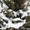 Живая новогодняя ёлка в горшке 2.1метра Abies - <ro>Изображение</ro><ru>Изображение</ru> #5, <ru>Объявление</ru> #1348299
