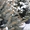 Живая новогодняя ёлка в горшке 2.1метра Abies - <ro>Изображение</ro><ru>Изображение</ru> #6, <ru>Объявление</ru> #1348299