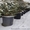 Живая новогодняя ёлка в горшке 2.1метра Abies - <ro>Изображение</ro><ru>Изображение</ru> #7, <ru>Объявление</ru> #1348299