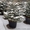 Живая новогодняя ёлка в горшке 2.1метра Abies - <ro>Изображение</ro><ru>Изображение</ru> #8, <ru>Объявление</ru> #1348299