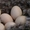 Суточные цыплята кур яичной породы борковская баврвистая - <ro>Изображение</ro><ru>Изображение</ru> #2, <ru>Объявление</ru> #1358138