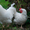Суточные цыплята кур мясо-яичной породы Геркулес. - <ro>Изображение</ro><ru>Изображение</ru> #1, <ru>Объявление</ru> #1359898