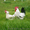 Суточные цыплята кур Адлер серебристый - <ro>Изображение</ro><ru>Изображение</ru> #2, <ru>Объявление</ru> #1376179