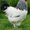 Суточные цыплята кур Адлер серебристый #1376179