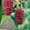 Саженцы малины Феникс, Феномен - <ro>Изображение</ro><ru>Изображение</ru> #2, <ru>Объявление</ru> #1392444