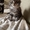 Продам котят мейн-куна с родословной от умненькой мамы - <ro>Изображение</ro><ru>Изображение</ru> #1, <ru>Объявление</ru> #1374571