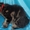 Супер котята мейн-куны от шикарных родителей - <ro>Изображение</ro><ru>Изображение</ru> #3, <ru>Объявление</ru> #1405296