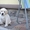  Красивейшие и умнейшие щенки Лабрадора ретривера - <ro>Изображение</ro><ru>Изображение</ru> #1, <ru>Объявление</ru> #1457388