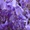 Саженцы морозостойкой Глицинии Вистерии новой почтой, цена от 25 грн - <ro>Изображение</ro><ru>Изображение</ru> #4, <ru>Объявление</ru> #1483878