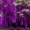 Саженцы морозостойкой Глицинии Вистерии новой почтой, цена от 25 грн - <ro>Изображение</ro><ru>Изображение</ru> #6, <ru>Объявление</ru> #1483878
