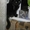Ватсон и Пэппи - домашние котята (мальч.и дев., 2 мес)  - <ro>Изображение</ro><ru>Изображение</ru> #8, <ru>Объявление</ru> #1487207