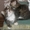 Шерлок и Ватсон - расцветка вискас, метисы (2 мес., мальч.) - <ro>Изображение</ro><ru>Изображение</ru> #1, <ru>Объявление</ru> #1484720
