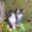 Ватсон и Пэппи - домашние котята (мальч.и дев.,  2 мес)  #1487207