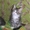 Ватсон и Пэппи - домашние котята (мальч.и дев., 2 мес)  - <ro>Изображение</ro><ru>Изображение</ru> #4, <ru>Объявление</ru> #1487207