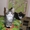 Ватсон и Пэппи - домашние котята (мальч.и дев., 2 мес)  - <ro>Изображение</ro><ru>Изображение</ru> #2, <ru>Объявление</ru> #1487207
