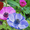 саженцы, растения, деревья, цветы, посадочный материал (опт от 1000 гр - <ro>Изображение</ro><ru>Изображение</ru> #2, <ru>Объявление</ru> #1495599