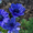 саженцы, растения, деревья, цветы, посадочный материал (опт от 1000 гр - <ro>Изображение</ro><ru>Изображение</ru> #3, <ru>Объявление</ru> #1495599