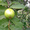 Саженцы гуавы земляничной и гуавы яблочной - <ro>Изображение</ro><ru>Изображение</ru> #3, <ru>Объявление</ru> #1508929