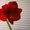 Продам лилию валлоту прекрасную (пурпурную) - <ro>Изображение</ro><ru>Изображение</ru> #1, <ru>Объявление</ru> #1504013