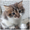 Котята от сибирской кошки - <ro>Изображение</ro><ru>Изображение</ru> #1, <ru>Объявление</ru> #1554175