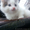 Котята от сибирской кошки - <ro>Изображение</ro><ru>Изображение</ru> #2, <ru>Объявление</ru> #1554175
