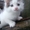 Котята от сибирской кошки - <ro>Изображение</ro><ru>Изображение</ru> #4, <ru>Объявление</ru> #1554175