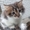 Котята от сибирской кошки - <ro>Изображение</ro><ru>Изображение</ru> #7, <ru>Объявление</ru> #1554175
