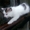 Котята от сибирской кошки - <ro>Изображение</ro><ru>Изображение</ru> #8, <ru>Объявление</ru> #1554175