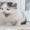 Котята от сибирской кошки - <ro>Изображение</ro><ru>Изображение</ru> #9, <ru>Объявление</ru> #1554175