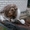 Котята от сибирской кошки - <ro>Изображение</ro><ru>Изображение</ru> #10, <ru>Объявление</ru> #1554175
