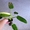 Тайский сортовой филодендрон "Имбе вариегата"/ Philodendron imbe 'Variegata' - <ro>Изображение</ro><ru>Изображение</ru> #1, <ru>Объявление</ru> #1117889