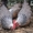 Продам цыплят несушек Редбро и Мастер Грей  - <ro>Изображение</ro><ru>Изображение</ru> #4, <ru>Объявление</ru> #1547130