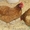 Продам цыплят несушек Редбро и Мастер Грей  #1547130