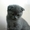 Котята девчушки в продаже скоттиш- фолд. - <ro>Изображение</ro><ru>Изображение</ru> #1, <ru>Объявление</ru> #1568358